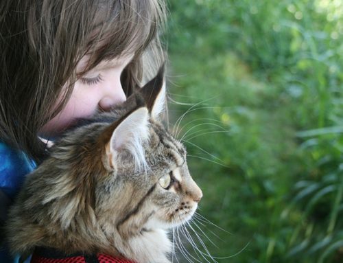 11 yr old Romesa’s six page report: ‘Why I would love a cat’